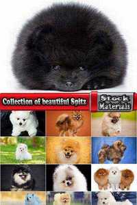 Collection of beautiful Spitz