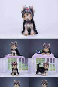Yorkshire terrier puppy on an isolated background
