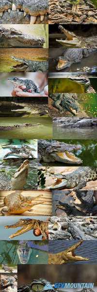 Crocodile,25 x UHQ JPEG