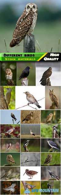 Various carnivorous birds