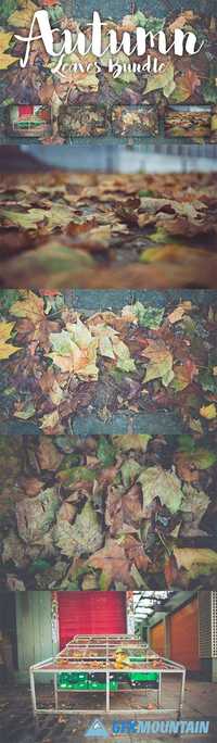 Autumn Leaves Bundle 540719