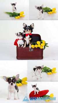 Cute Chihuahua Puppy with Bouquet of Yellow Flowers