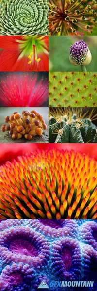 Macro Nature Collection - Plants