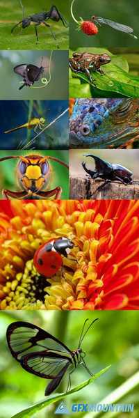 Macro Nature Collection - Animals