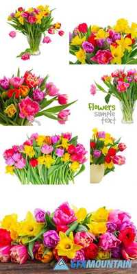 Fresh Pink, Purple and Red Tulips and Daffodils Close Up Isolated on White Background