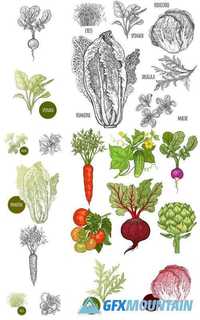 Hand Drawing Vegetables