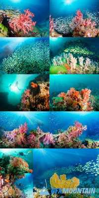 Beautiful Underwater World