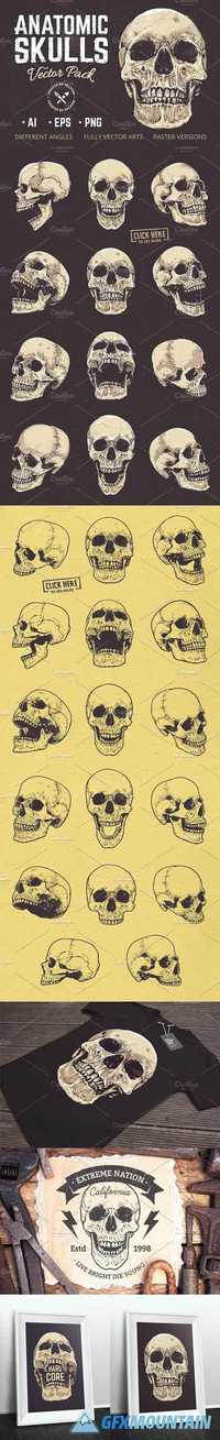 Anatomic Skulls Vector Pack 1181336
