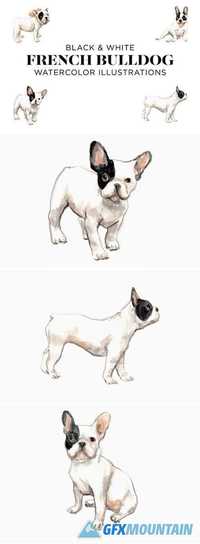 Black and White French Bulldogs 2025077
