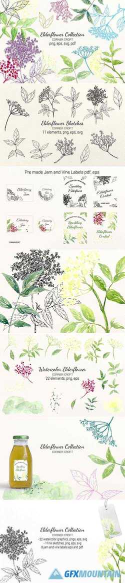Elderberry Elderflower Illustration