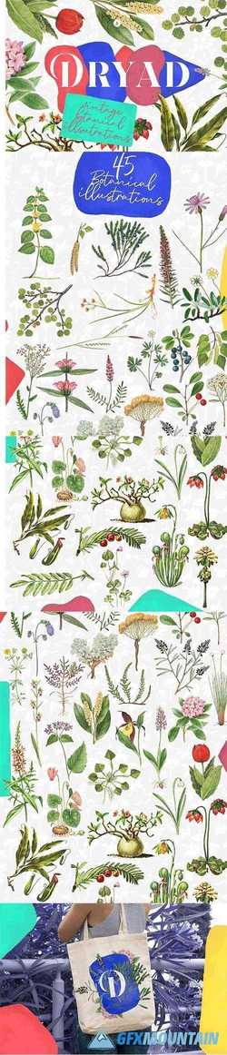 Dryad - Botanical Illustrations