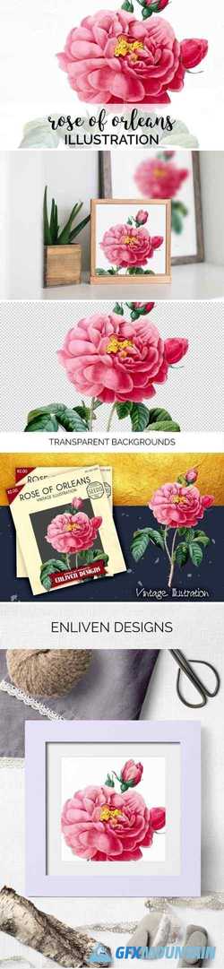 Pink Rose of Orleans Floral Illustration Vintage Clipart Graphics