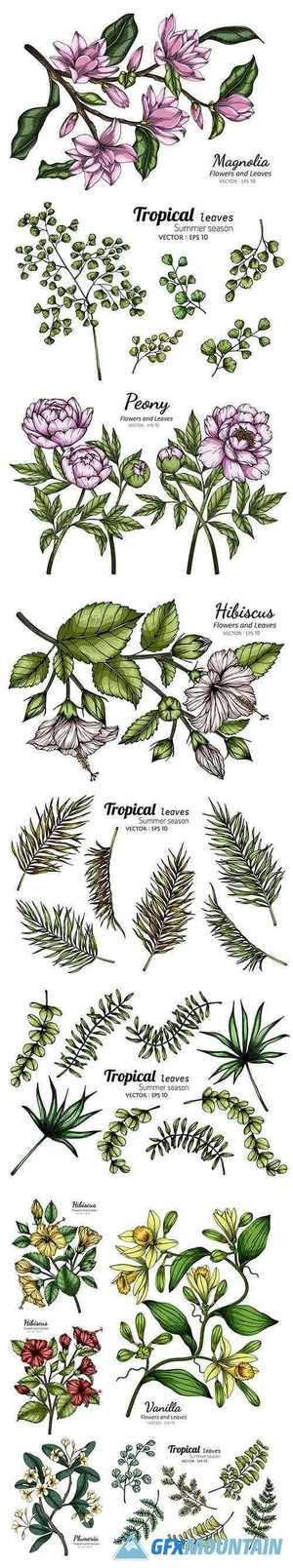 Tropical and other Leaf Drawing Illustration