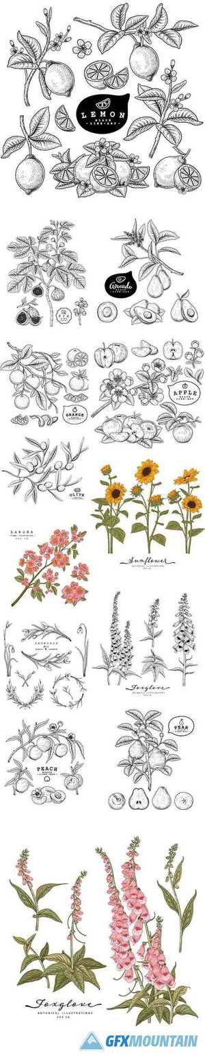 Hand-Drawn Botanical Illustrations Set