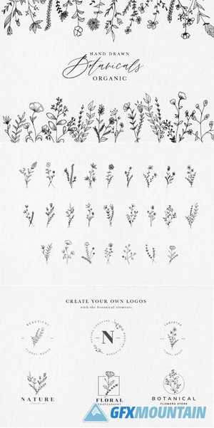 Hand Drawn Botanical Illustrations 3968073