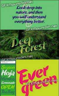 Evergreen Font Family - 3 Fonts for 35$!