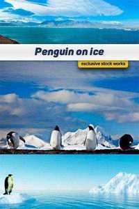 Penguin on ice - 5 UHQ JPEG