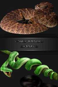 PNG clipart  Snake