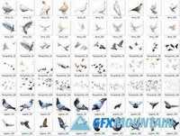 70 Birds Photoshop Overlays PNG - CM 319224