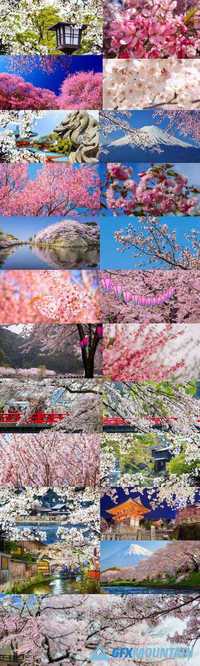 Sakura,25 x UHQ JPEG