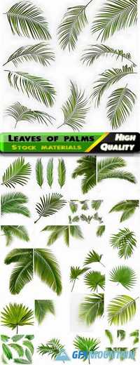 Green tropical leaves of palms isolated on white backgrounds Stock images
