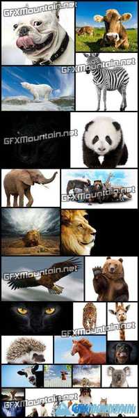 Animals of the World 1