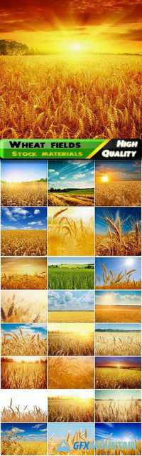 Summer wheat fields and landscpes