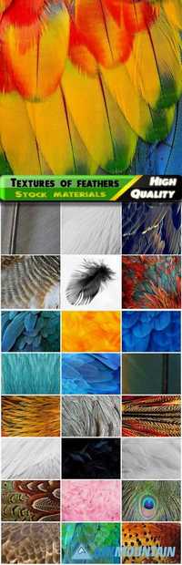 Textures and backgrounds of feathers of birds