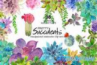 Pretty Succulents- Watercolor 468795