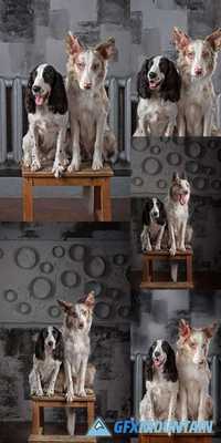 Two Dog Breeds Border Collie and Russian Spaniel in Studio