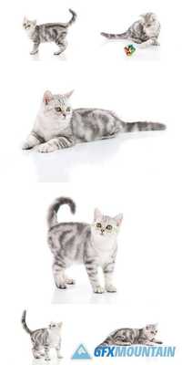 Cute Tabby Kitten on White Background Isolate