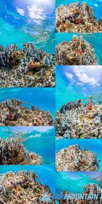 Colony of Anemonefish