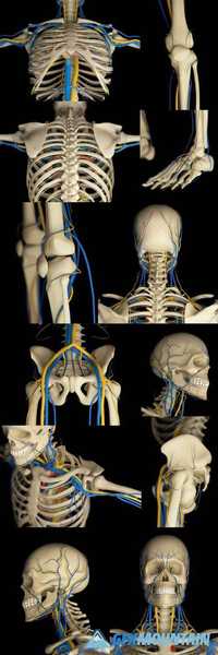 Human Skeleton and Vascular System