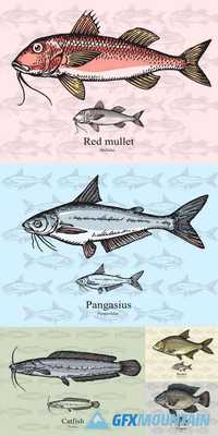 Fish Vector Illustration