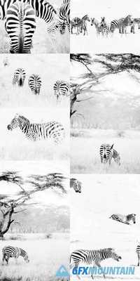 Zebras in the African Savannah