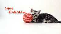 Cats Slideshow 18983291