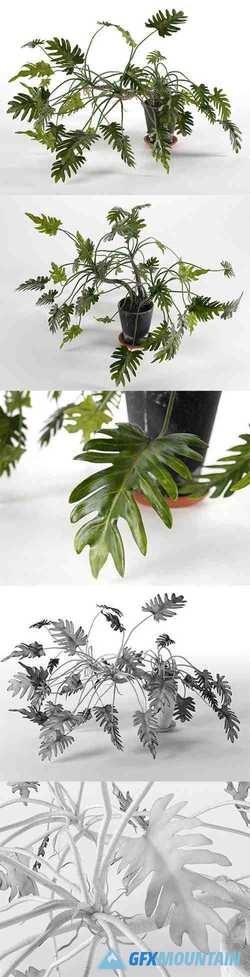 Philodendron Xanadu in Pot 3D model