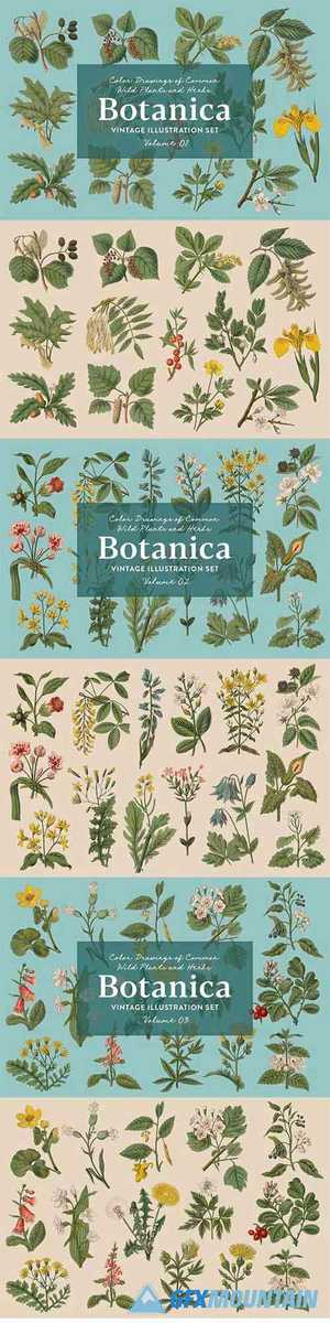 Botanica - Vintage Plants Illustrations