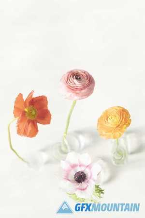 Blooming colorful flowers in vases