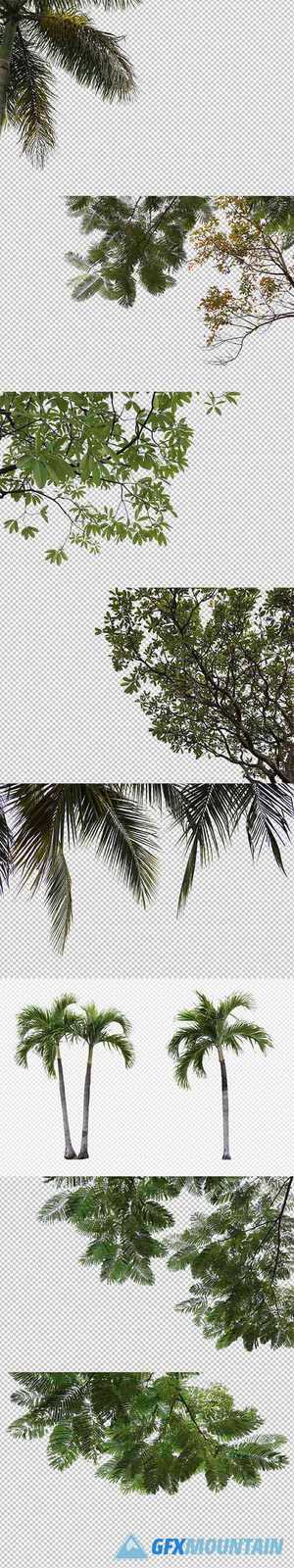 Tropical tree leaves and branch foreground