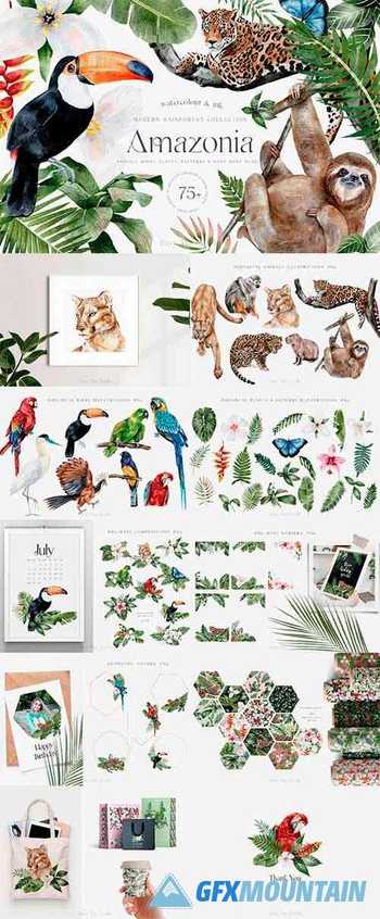 Tropical Rainforest Illustrations Collection and Patterns