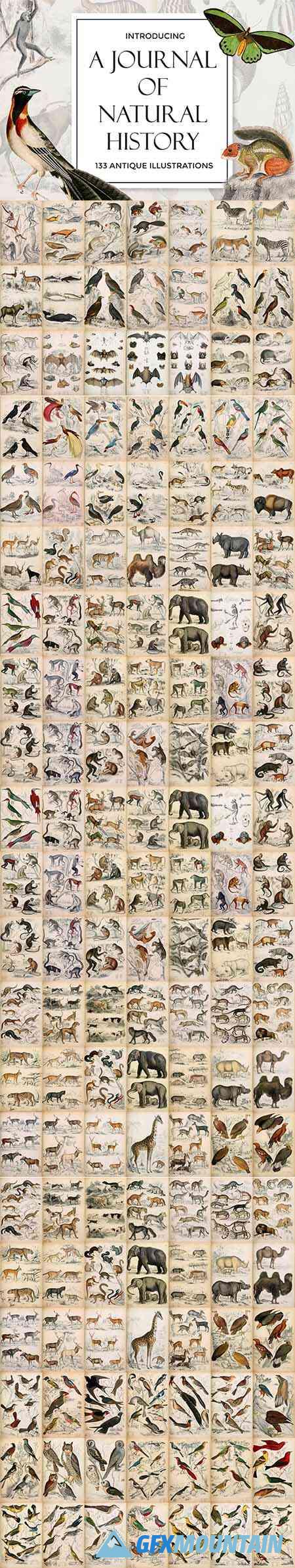 A Journal of Natural History Illustrations