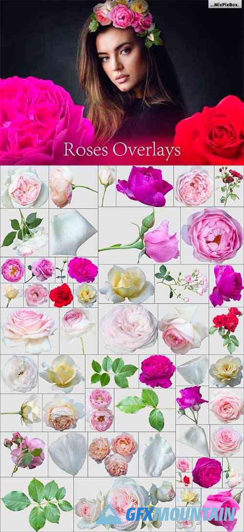 Roses Photo Overlays