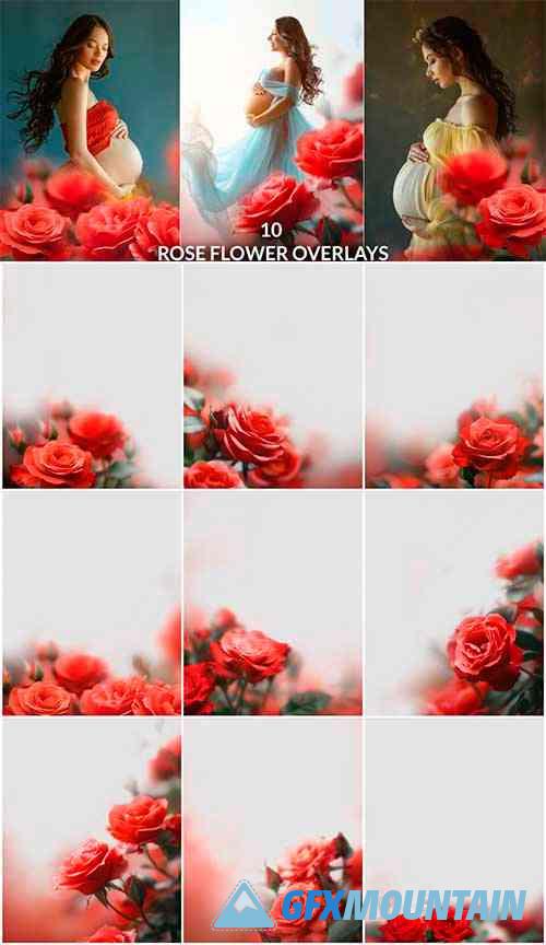 Rose flower transparent PNG Photoshop overlays